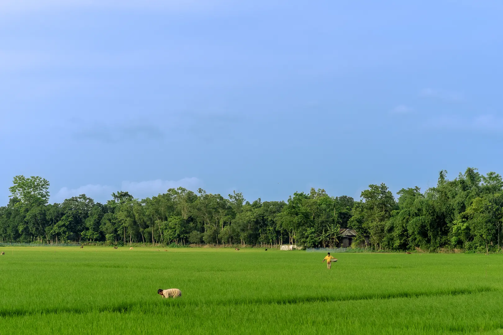A bishnupriya manipuri village landscape